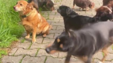 Bir grup köpek kaldırımda yürüyor. Köpeklerden biri kahverengi ve tasması var.