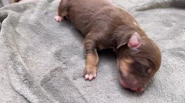 Yavru köpek battaniyenin üzerinde uyuyor. Köpek yavrusu kahverengi ve beyazdır. Battaniye gri.