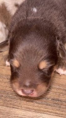 Kahverengi ve beyaz köpek yavrusu ahşap bir zeminde uyuyor. Yavrunun kahverengi bir burnu var ve topun içine kıvrılmış.