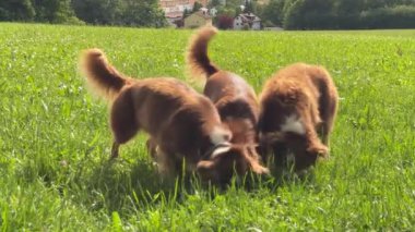 İki kahverengi ve beyaz köpek otlak bir alanda oynuyorlar. Toprağı kokluyor ve temiz havanın tadını çıkarıyorlar. Sahne sakin ve sakin, köpeklerin rahat ve mutlu göründüğü bir yer.