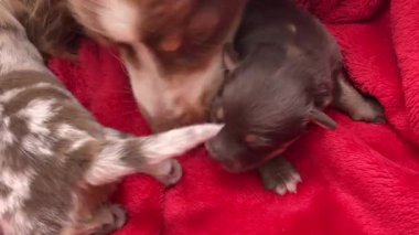 Küçük kahverengi köpek yavrusu diğer iki yavruyla birlikte kırmızı bir battaniyenin üzerinde yatıyor. Yavrular oynuyor ve biri diğerini yalıyor.