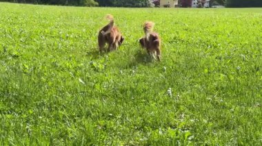 Çimenli bir arazide iki köpek oynuyor. Köpeklerden biri yeri koklarken diğeri yukarı bakıyor.