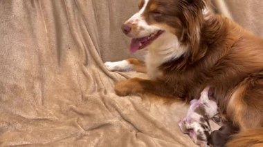 Kahverengi ve beyaz köpek bir kanepede bebek bir köpeğin yanında yatıyor. Anne köpek yan yatmış, yavru köpeğe bakıyor.