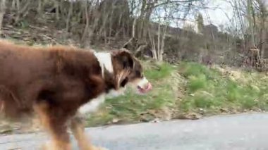 Kahverengi ve beyaz köpek bir bankın yanındaki yolda yürüyor. Köpek uzaktaki bir şeye bakıyor.