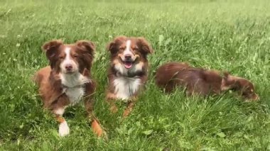 İki kahverengi ve beyaz köpek otlak bir alanda oturuyorlar. Köpeklerden biri yatarken diğeri ayakta duruyor.