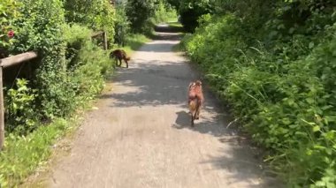İki köpek toprak yolda yürüyor. Biri kahverengi ve diğeri siyah. Köpekler yan yana yürüyor.