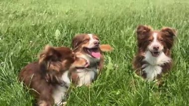 Üç köpek bir çim tarlasında oturuyor. Hepsi gülümsüyor ve kameraya bakıyor.