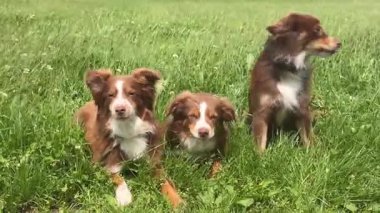 Üç köpek çimenlerde yatıyor, biri diğerini yalıyor. Sahne neşeli ve neşeli.