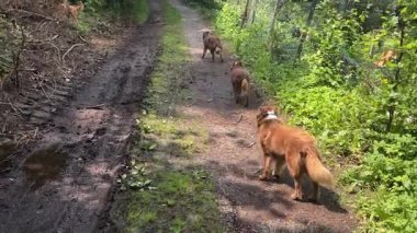 Üç köpek toprak yolda yürüyor. Köpekler kahverengi ve yürüyüşlerinden zevk alıyor gibi görünüyorlar.