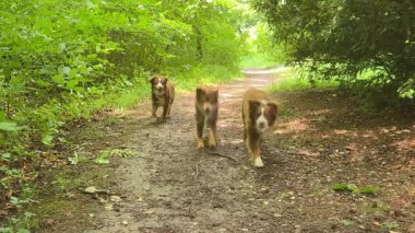 Üç köpek ormanda kirli bir yolda yürüyor. Köpekler kahverengi ve yürüyüşlerinden zevk alıyor gibi görünüyorlar.