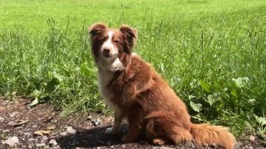 Kahverengi ve beyaz köpek çimen tarlasında oturuyor. Köpek kameraya bakıyor ve çok mutlu.