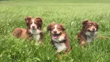 Üç kahverengi ve beyaz köpek bir çimen tarlasında oturuyorlar. Hepsi gülümsüyor ve birlikte eğleniyor gibi görünüyorlar.