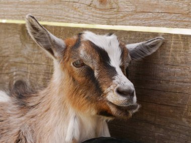 Keçi başını yana doğru eğmiş kameraya bakıyor. Keçi kahverengi beyaz ve siyah burunludur.