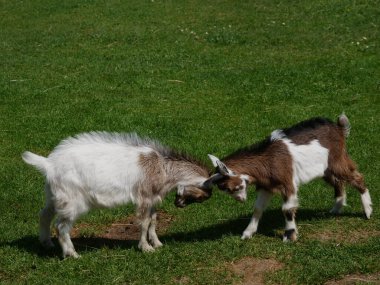 Çimenli bir arazide iki keçi oynuyor. Bir keçi beyaz, diğeri kahverengi.