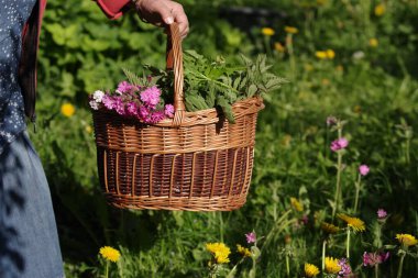 Bir insan tarlada çiçek ve otlarla dolu bir sepet tutuyor. Sepet örüldü ve sapı var. Çiçekler pembe ve sarı, bitkiler yeşil. Huzurlu ve huzurlu bir sahne.