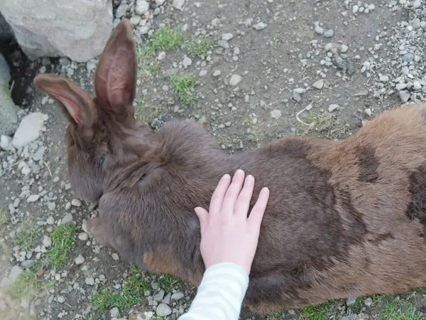 İnsan bir tavşanı okşuyor. Tavşan kahverengidir ve uzun kulakları vardır. Üzerinde çizgili bir gömlek var.