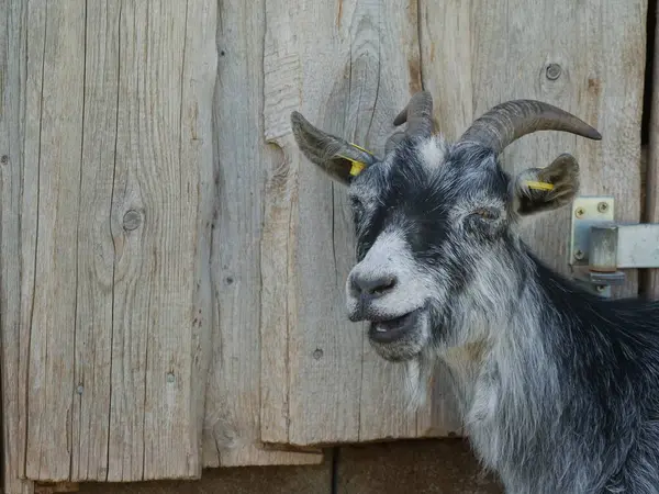Keçi ahşap bir duvarın önünde duruyor. Keçinin siyah beyaz bir yüzü var ve gülümsüyor.
