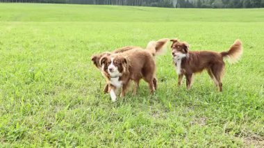 Üç köpek bir çim tarlasında koşuyor. Köpekler kahverengi ve beyazdır. Sahne mutlu ve neşeli.. .