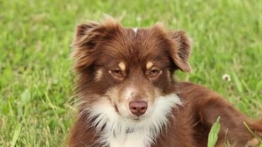 Kahverengi ve beyaz bir köpek çimlerin üzerinde uzanıyor. Köpeğin yüzünde beyaz bir leke var ve kameraya bakıyor.. .