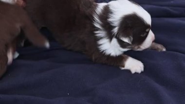 Mavi bir battaniyenin üzerinde bir köpek yavrusu yatıyor. Yavru köpek kahverengi ve beyaz