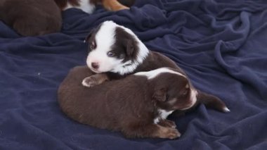 İki köpek yavrusu mavi bir battaniyenin üzerinde yatıyor. Biri kahverengi ve beyaz, diğeri kahverengi ve siyah.