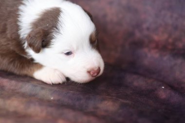Bir köpek yavrusu başı eğik bir kanepede yatıyor. Yavru köpek kahverengi ve beyaz