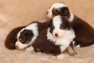 Üç köpek yavrusu bir battaniyenin üzerinde oturuyor, birinin mavi gözü var. Yavrular kahverengi ve beyaz ve birbirlerine eşlik etmekten zevk alıyor gibi görünüyorlar.