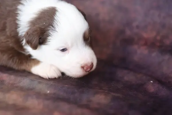 Bir köpek yavrusu başı eğik bir kanepede yatıyor. Yavru köpek kahverengi ve beyaz
