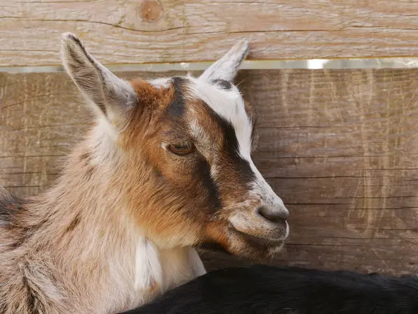 Keçi ahşap bir çitin üzerinde yatıyor. Keçi kahverengi ve beyazdır. Keçi kameraya bakıyor.