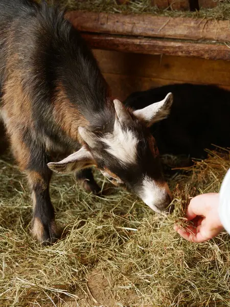 Keçi ağılda saman yiyor. Bir kişi keçiyi besliyor. Keçi kahverengi ve siyah.