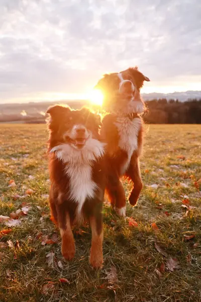 İki köpek güneş üzerlerine doğarken bir tarlada dikiliyorlar. Sahne mutlu ve neşeli.. .