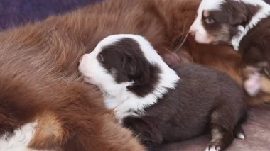 Anne bir köpek yavrularını emziriyor. Yavrular kahverengi ve beyaz.