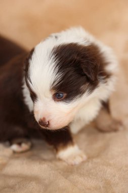 Kahverengi beyaz kürklü köpek yavrusu kameraya bakıyor. Yavru köpek küçük ve sevimli.