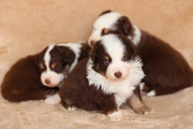 Üç yavru bir battaniyenin üzerinde oturuyor, bunlardan biri kameraya bakıyor. Yavrular kahverengi ve beyaz ve çok sevimli ve oynak görünüyorlar.
