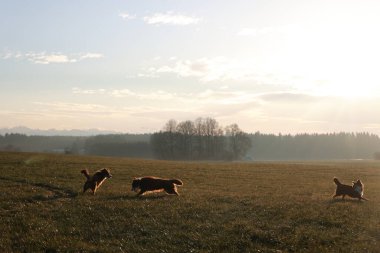 Arka planda güzel mavi bir gökyüzü olan bir arazide üç köpek koşuyor. Manzara neşeli ve eğlenceli, köpekler dışarıda vakit geçirmeyi seviyor.. .