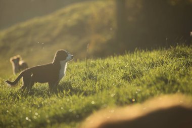 Köpek bir çim tarlasında duruyor. Köpek uzaktaki bir şeye bakıyor.