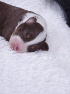 Kahverengi ve beyaz köpek yavrusu beyaz bir battaniyenin üzerinde uyuyor. Yavru köpek küçük ve sevimli. Battaniye yumuşak ve kabarıktır. Yavrunun dinlenmesi için rahat bir yüzey sağlar.