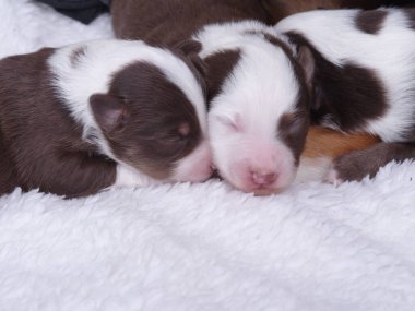 Üç köpek yavrusu beyaz bir battaniyenin üzerinde uyuyor. Yavrulardan biri kahverengi ve beyaz.