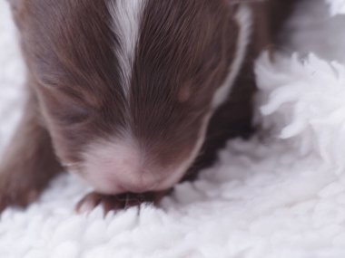 Kahverengi ve beyaz köpek yavrusu beyaz bir battaniyenin üzerinde uyuyor. Yavru köpeğin siyah bir burnu var ve aşağıya bakıyor.
