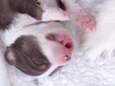 Köpek yavrusu beyaz bir battaniyenin üzerinde uyuyor. Yavru köpeğin pembe bir burnu ve pembe pençeleri var. Yavru köpek küçük ve sevimli.