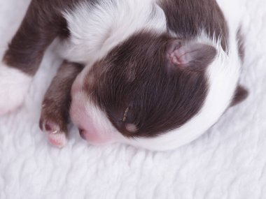 Küçük kahverengi ve beyaz köpek yavrusu beyaz bir battaniyenin üzerinde huzur içinde uyuyor. Yavru köpek kürkü yumuşak ve yumuşaktır. Gözleri de kapalıdır. Battaniye bir yüzeye yayılarak konforlu bir...