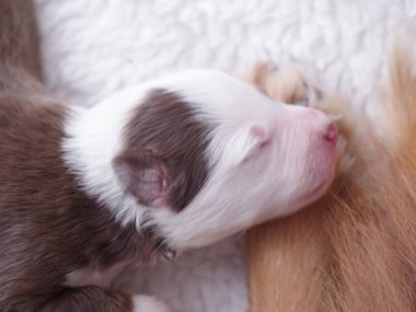 Küçük kahverengi ve beyaz köpek yavrusu beyaz bir battaniyenin üzerinde uyuyor. Yavru köpek başı battaniyenin üzerinde dinleniyor ve vücudu rahat bir pozisyonda kıvrılıyor. Battaniye yumuşak ve kabarık