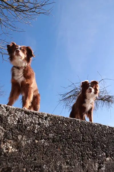 İki kahverengi ve beyaz köpek bir duvarda duruyorlar, gökyüzüne bakıyorlar. Gökyüzü mavi ve berrak, ve köpekler manzaranın tadını çıkarıyor gibi görünüyor.