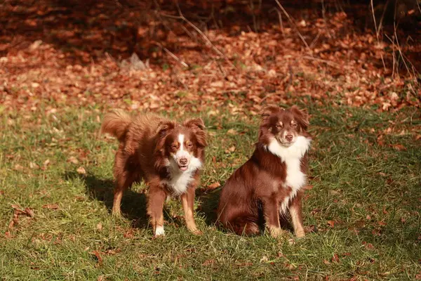 İki kahverengi ve beyaz köpek otlak bir alanda oturuyorlar. Köpekler kameraya bakıyor ve güneşli günün tadını çıkarıyor gibi görünüyorlar.. .