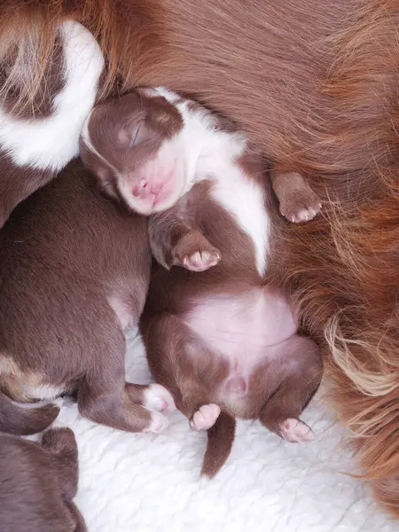 Kahverengi ve beyaz köpek yavrusu annesiyle yatıyor. Yavru köpek küçük ve pembe bir burnu var.