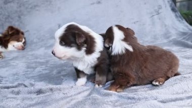 Bir grup köpek yavrusu bir battaniyenin üzerinde yatıyor, onlardan biri kameraya bakıyor. Yavrular kahverengi ve beyaz ve birlikte vakit geçirmekten zevk alıyor gibiler.