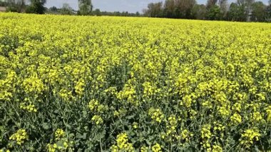Arka planda mavi gökyüzü olan sarı çiçek tarlası. Tarla çiçeklerle dolu ve gökyüzü temiz.