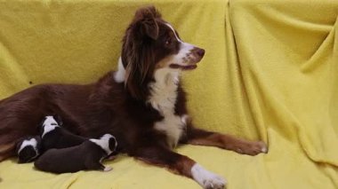 Anne köpek yavrularıyla birlikte bir kanepede yatıyor. Yavrular küçük ve kahverengidir. Anne köpek kameraya bakıyor.