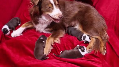 Anne köpek yavrularıyla kırmızı bir battaniyeye uzanıyor. Yavruların hepsi farklı boyutlarda ve renkte. Uyuyor ya da dinleniyor gibiler. Sıcaklık ve rahatlık kavramı