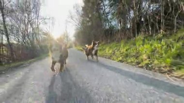Köpek, üzerinde bir yığın kıyafet olan bir bankın yanında koşuyor. Sahne biraz kaotik ve düzensiz, köpeklerin havlaması genel tedirginliği arttırıyor.